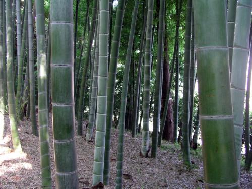 bambusz-2